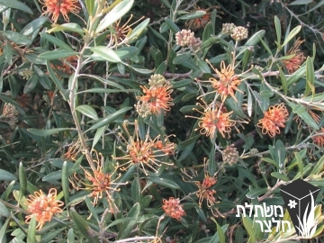גרווליאה - Grevillea