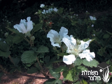 פטל - Robus