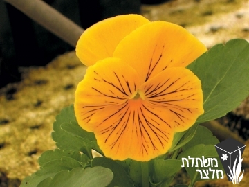 סיגל x אמנון ותמר - Viola