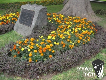 טגטס - Tagetes