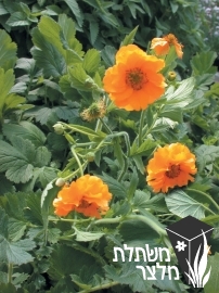 גיאון - Geum