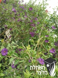 ליסאנתס - Lycianthes