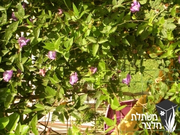 לוביית -  Vigna