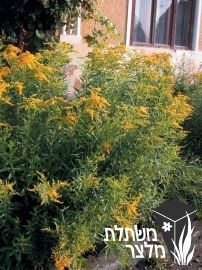 מטה-זהב - Solidago