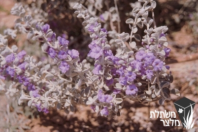 לבן-עלה (ליקופילום) - Leucophyllum