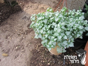 נזמית (למיום) - Lamium (lamiasterum)