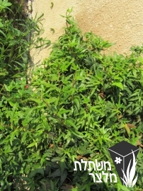 קיסוס - Hedera