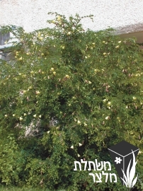 בוהיניה - Bauhinia