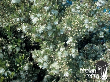 הדס - Myrtus