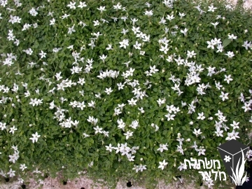 לאורנטיית - Laurentia