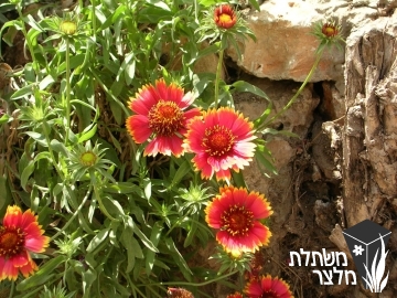 גיירדיה - Gaillardia