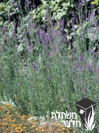 פשתנית - Linaria