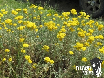 אכילאה - Achillea