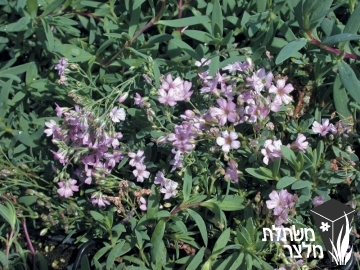 גיבסנית - Gypsophila