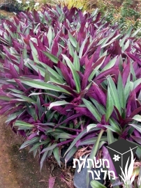 יהודי- נודד - Tradescantia