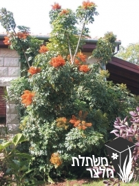 שפלרה - Schefflera