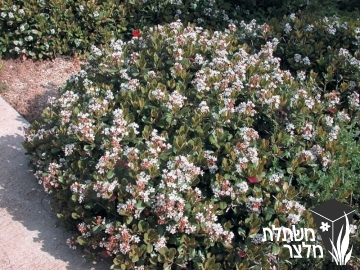 בן-עזרר - Raphiolepis