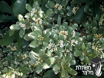 פיטוספורום - Pittospormum