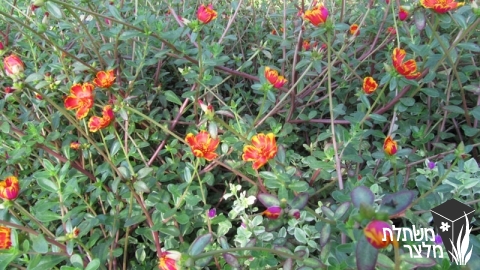 רגלה - Portulaca