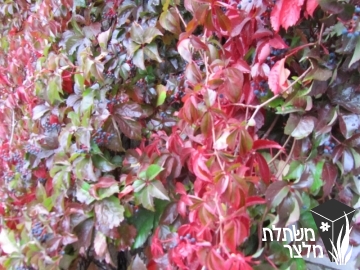 גפנית - Parthenocissus