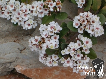 בן-עזרר - Raphiolepis