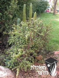 רגלנית - Portulacaria