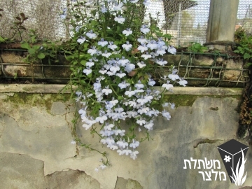 לובליה - Lobelia