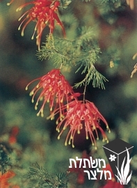 גרווילאה - Grevillea