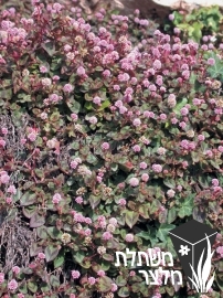 ארכבית - Polygonum