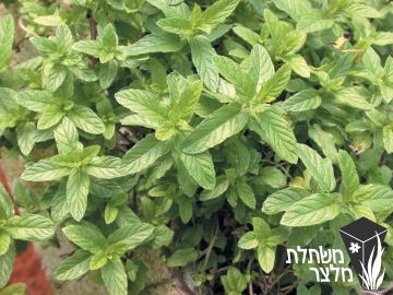 נענה - Mentha