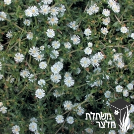 דלוספרמה - Delosperma