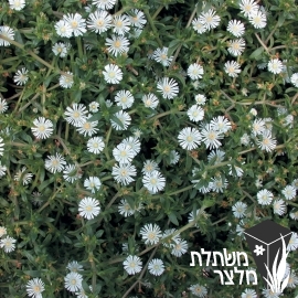 דלוספרמה - Delosperma