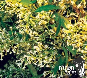 צסטרום - Cestrum