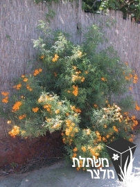 טגטס - Tagetes