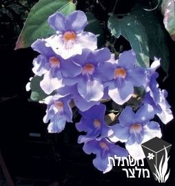 תונברגיה - Thunbergia