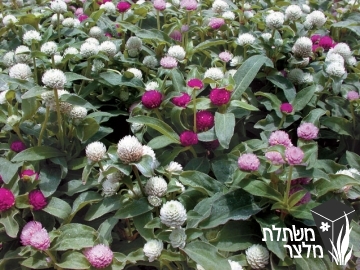 גומפרנה - Gomphrena