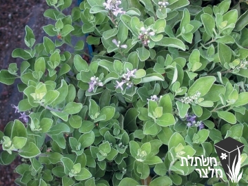 שיח-אברהם - Vitex