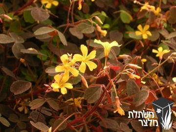 חמציץ - Oxalis