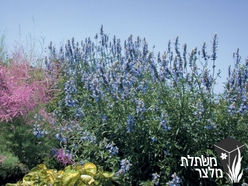 מרווה - Salvia