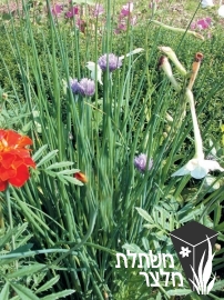 שום - Allium