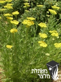 אכילאה - Achillea