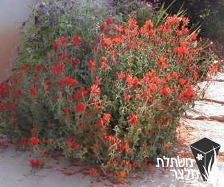 דיקליפטרה - Diclipteria