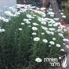 מרגרטה - Chrysanthemum