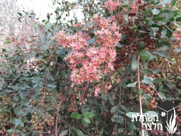 כופר - Lawsonia