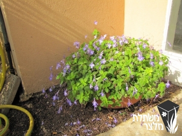 שזרית - Streptocarpus