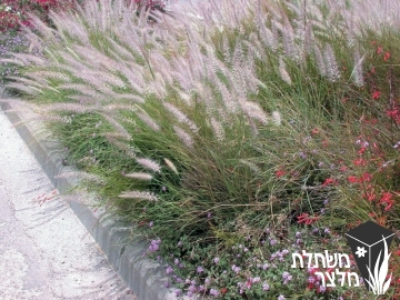 זיף-נוצה - Pennisetum