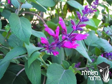 מרוות - Salvia