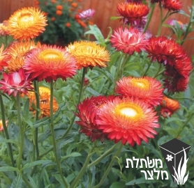 חפן - Bracteantha