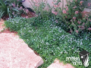 סיגל - Viola