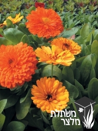 ציפורני- חתול - Calendula